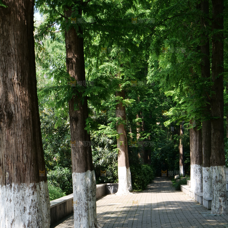 夏日阳光树木