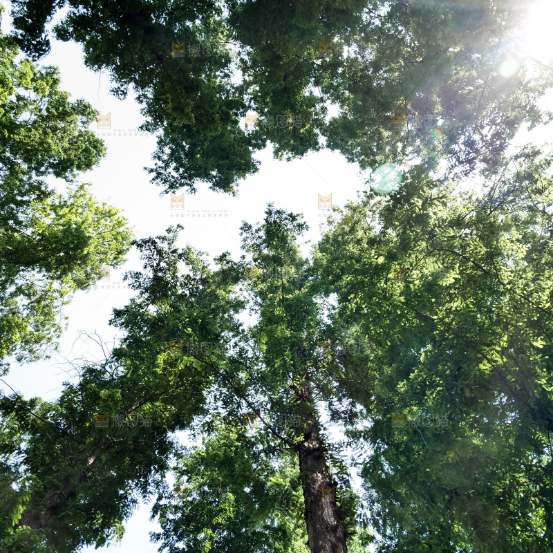 夏日阳光树木