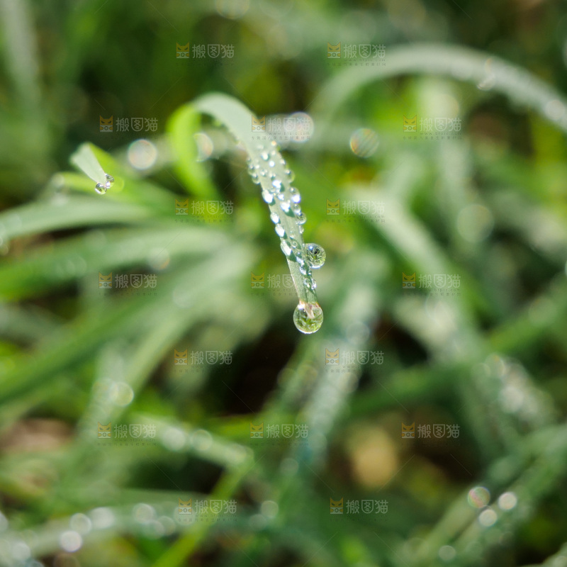 清新绿意 水珠