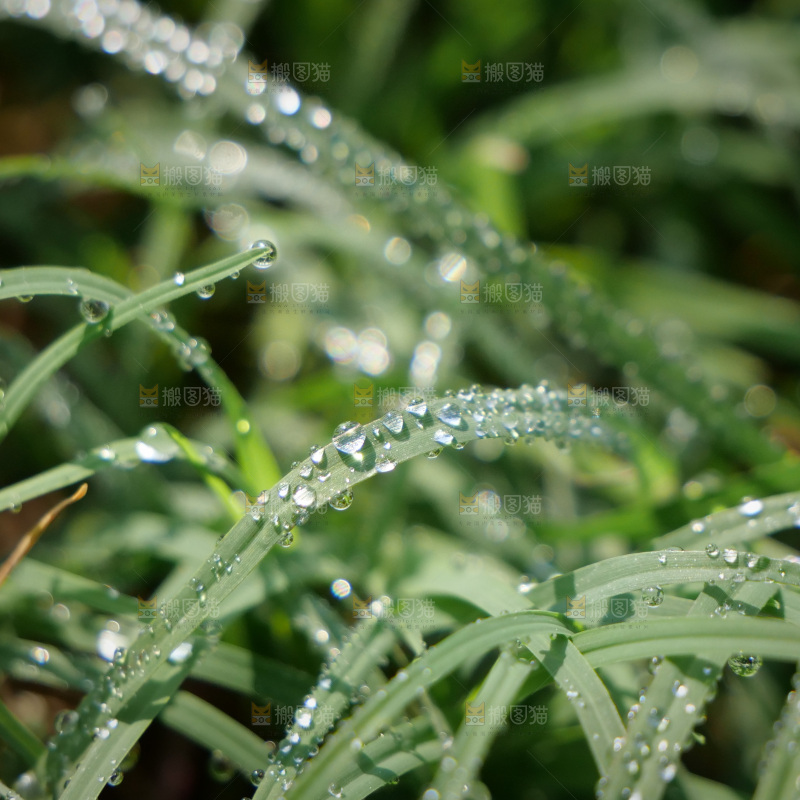 清新绿意 水珠