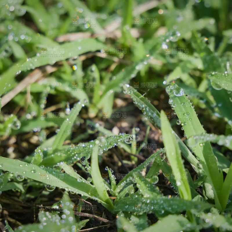清新绿意 水珠