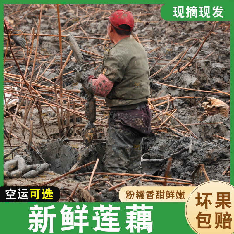 藕塘 劳动