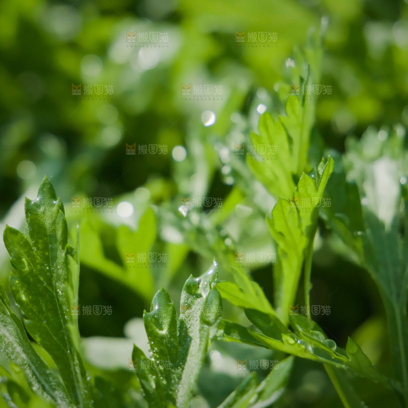 清新绿意