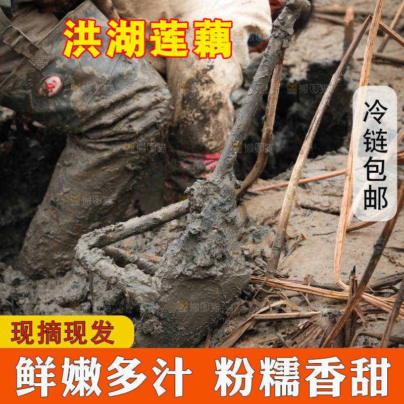 藕塘 劳动