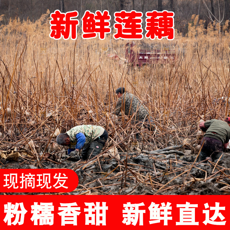 藕塘 劳动
