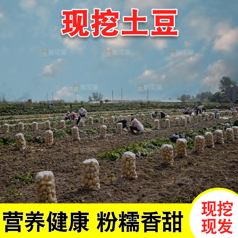 土豆 丰收