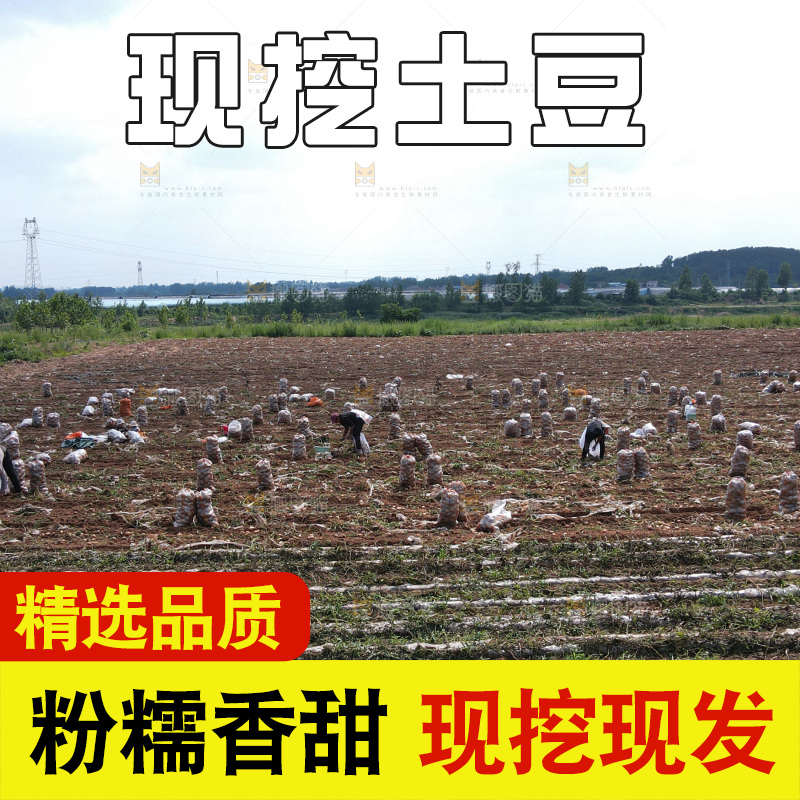 土豆 丰收