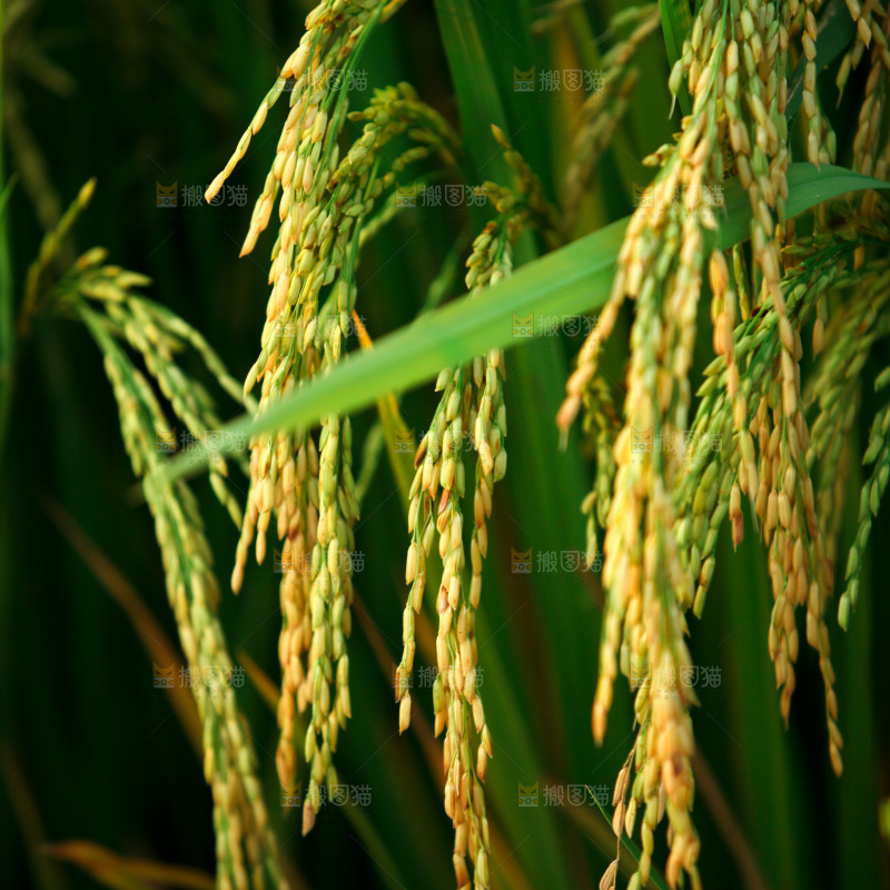 稻穗