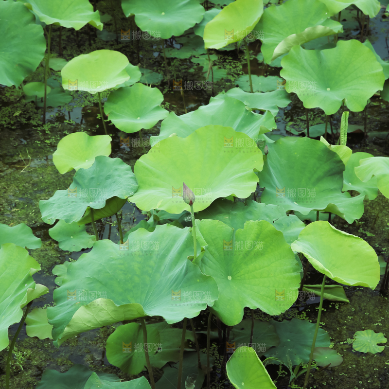 夏日雨后唯美