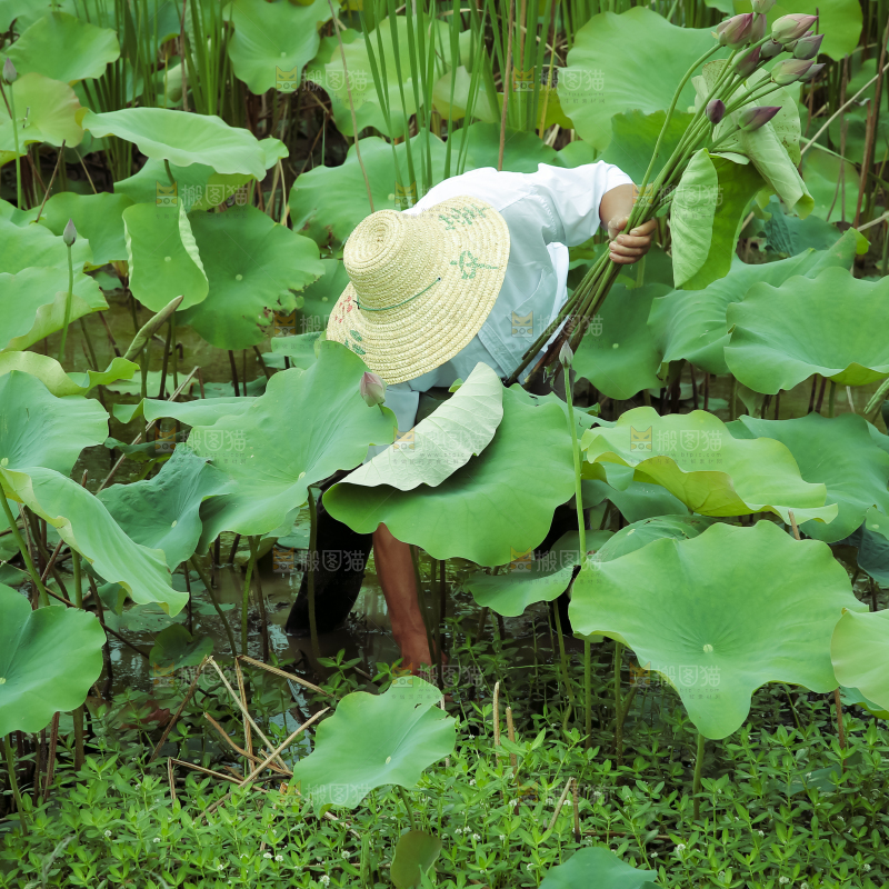 夏日雨后唯美