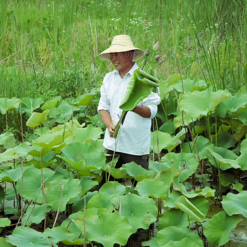 夏日雨后唯美