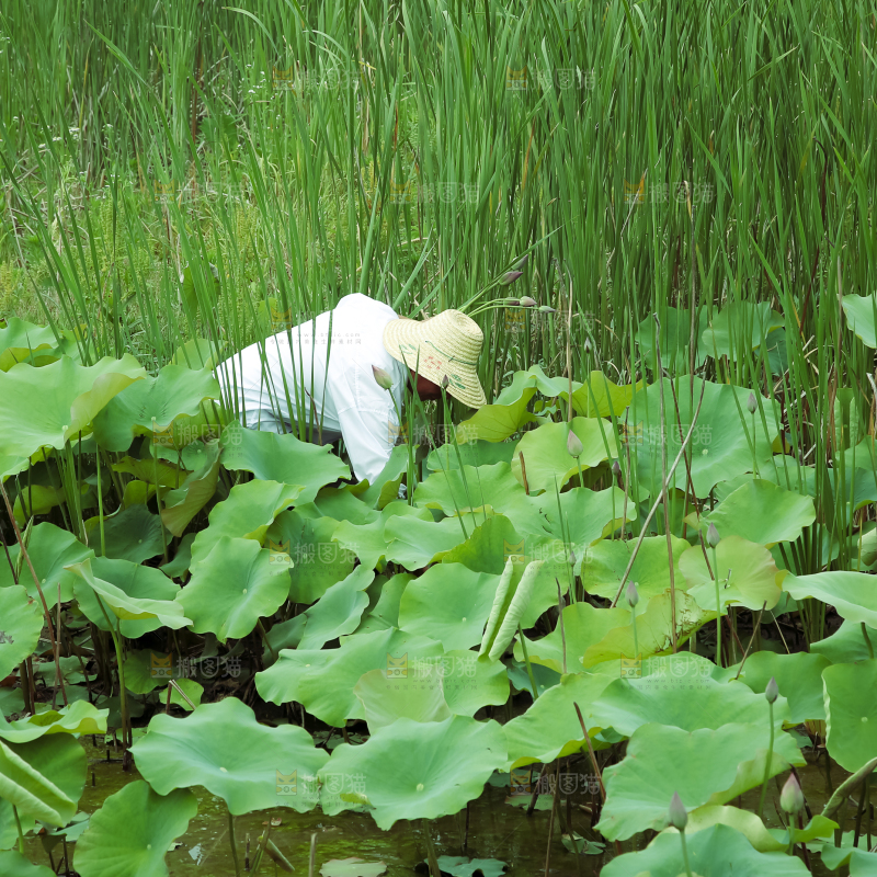 夏日雨后唯美