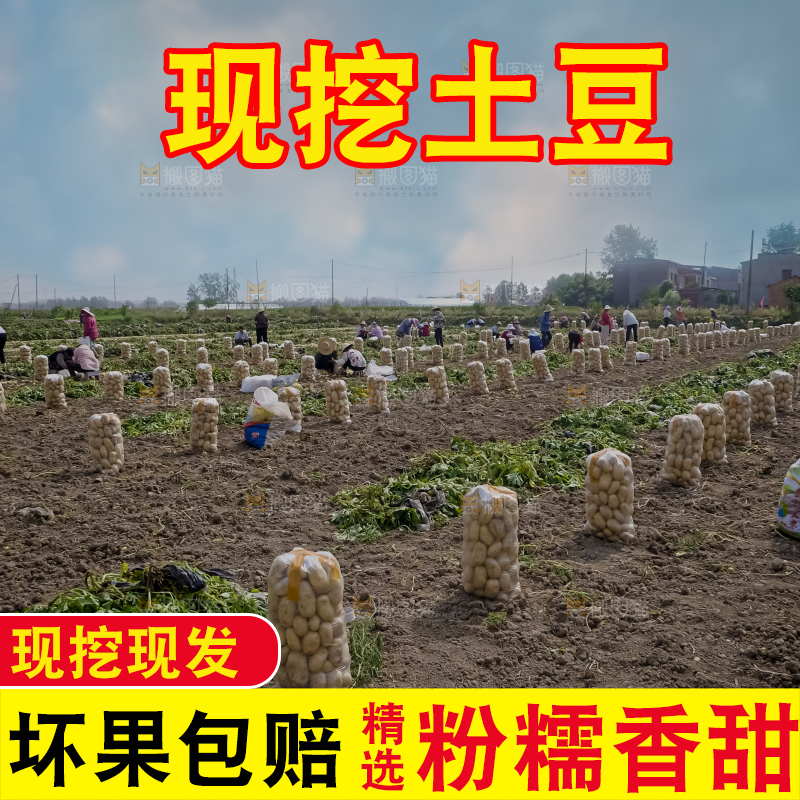 土豆 丰收