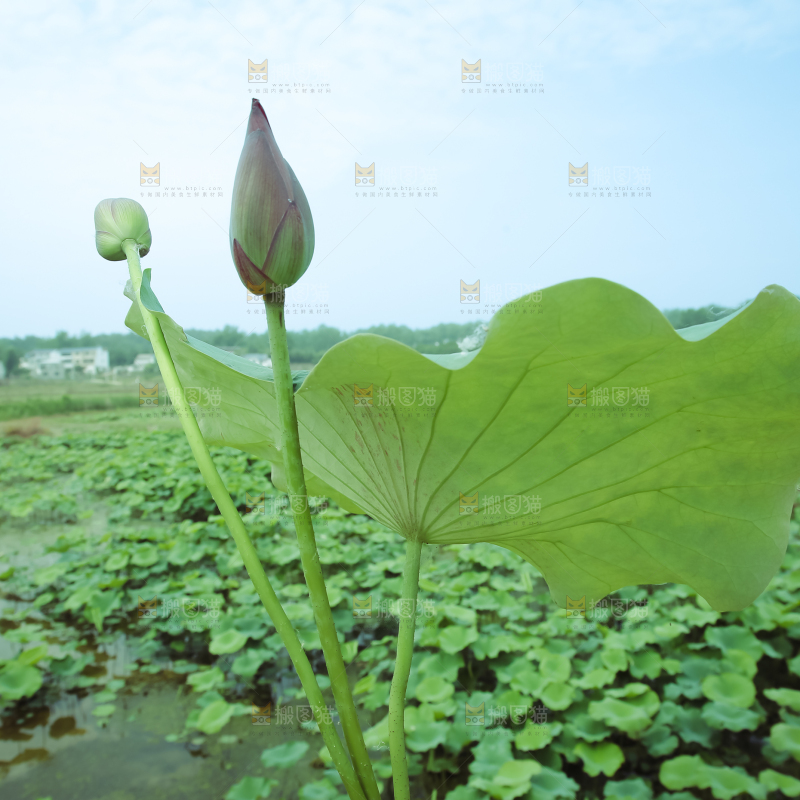 夏日雨后唯美
