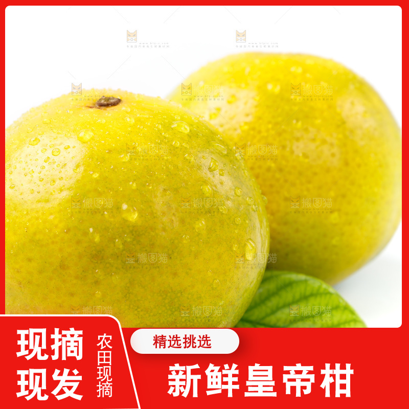 皇帝柑