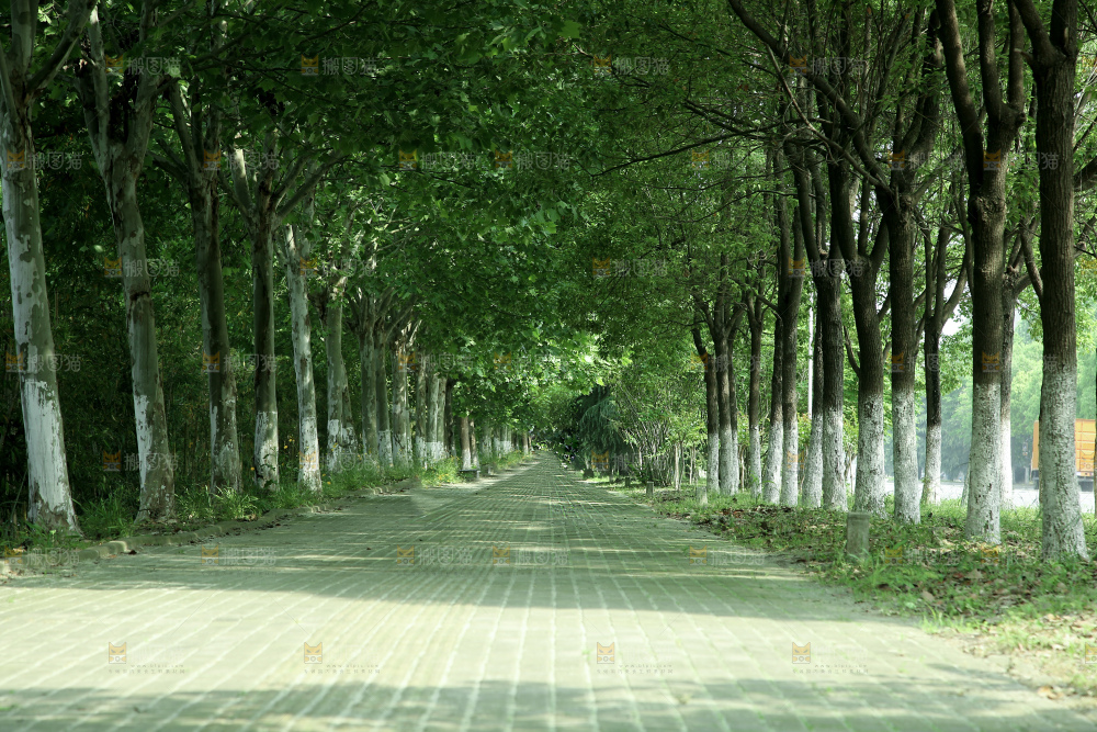林荫大道
