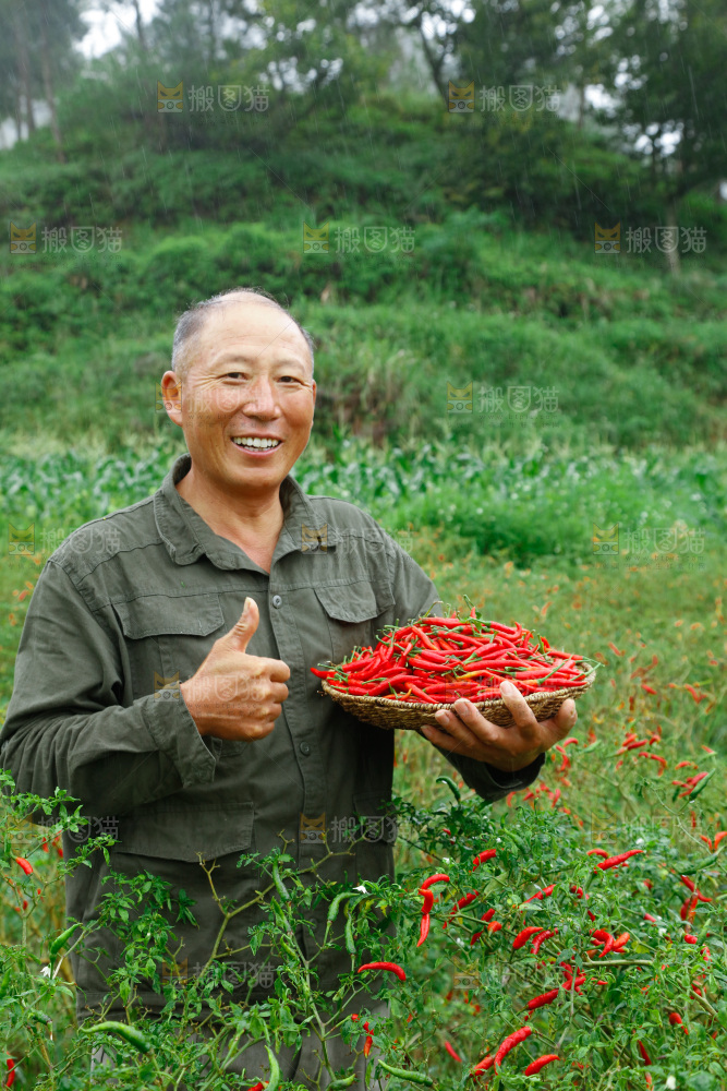 夏季菜园中的农民