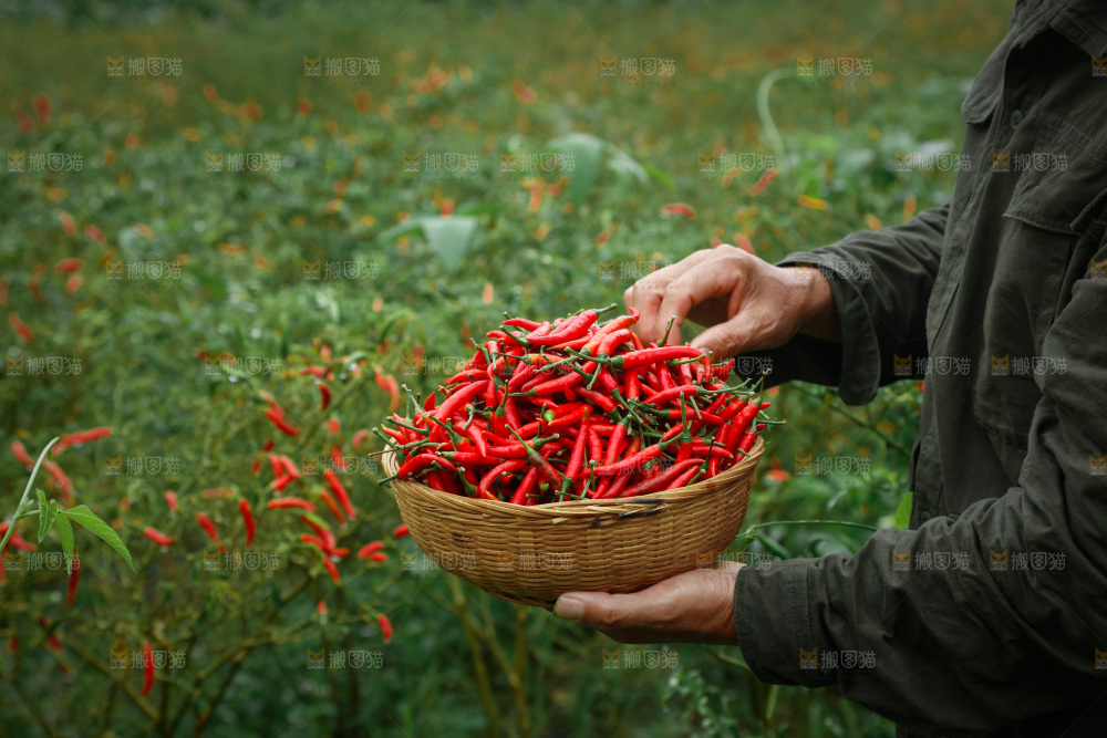 夏季菜园中的农民