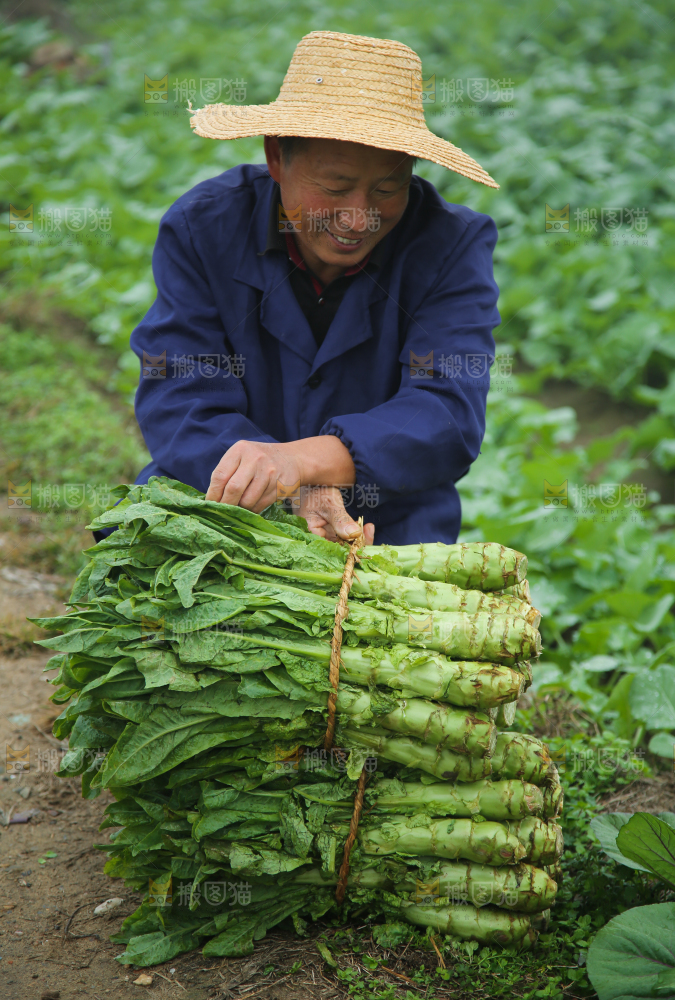 农民拿着新鲜蔬菜