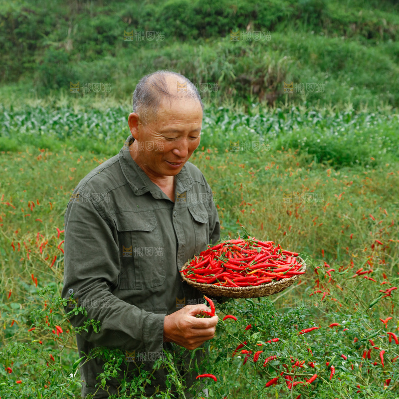 夏季菜园中的农民