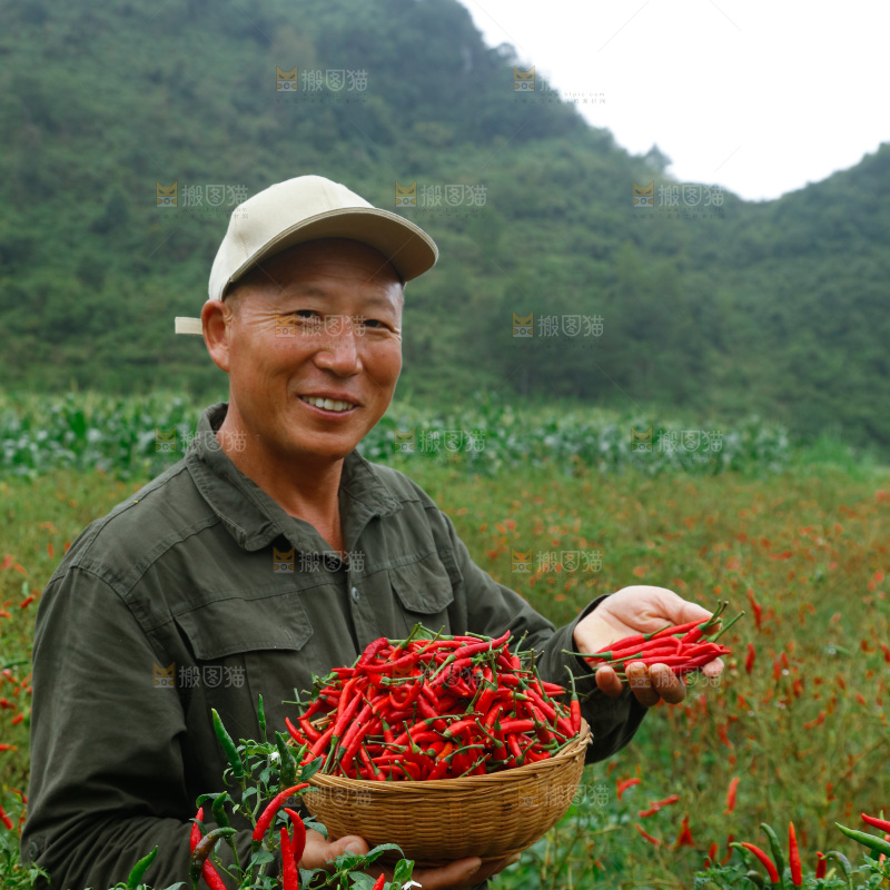 夏季菜园中的农民