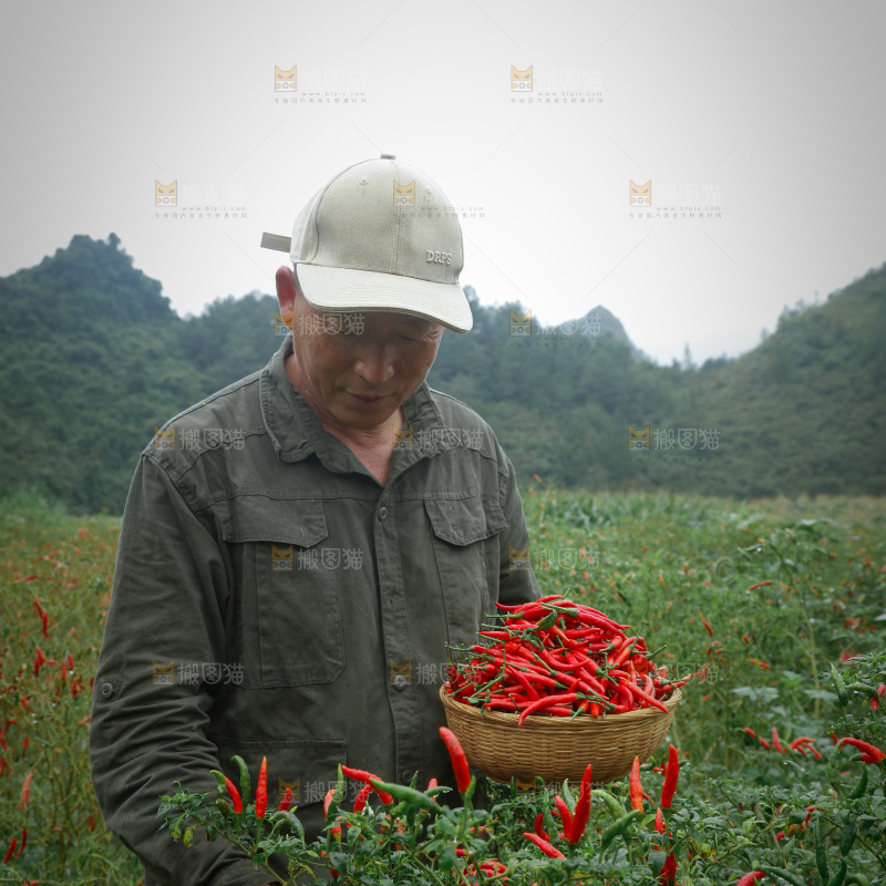 夏季菜园中的农民