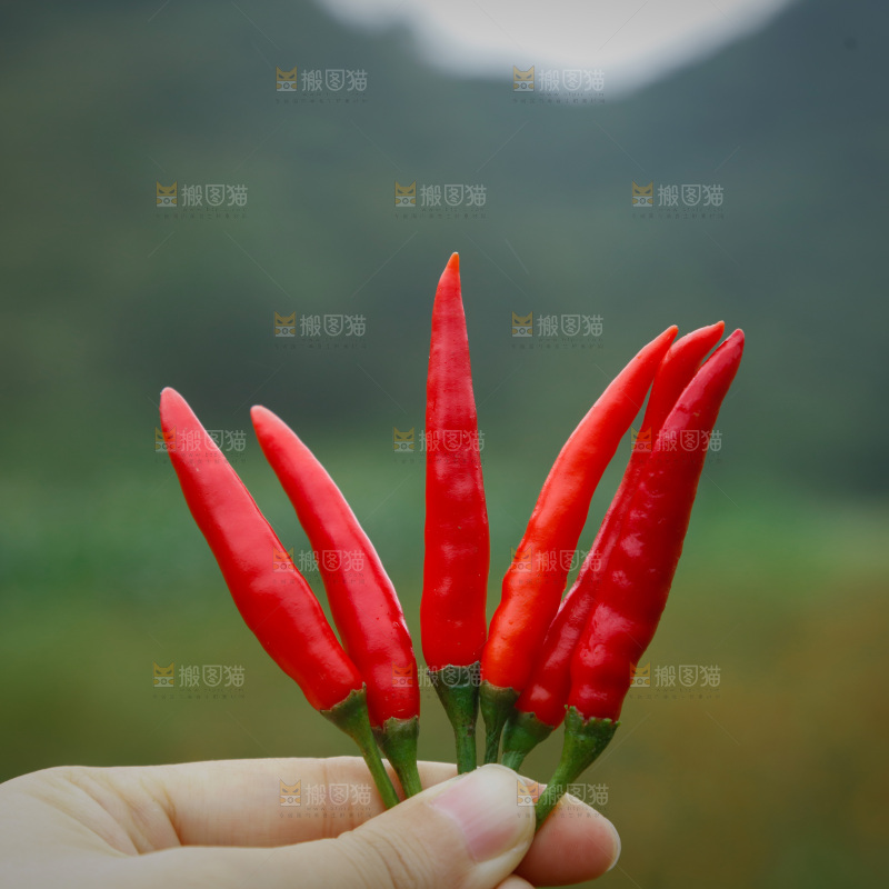 夏季菜园中的农民