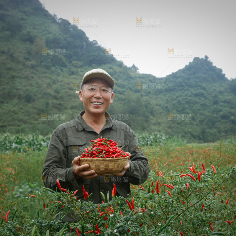 夏季菜园中的农民