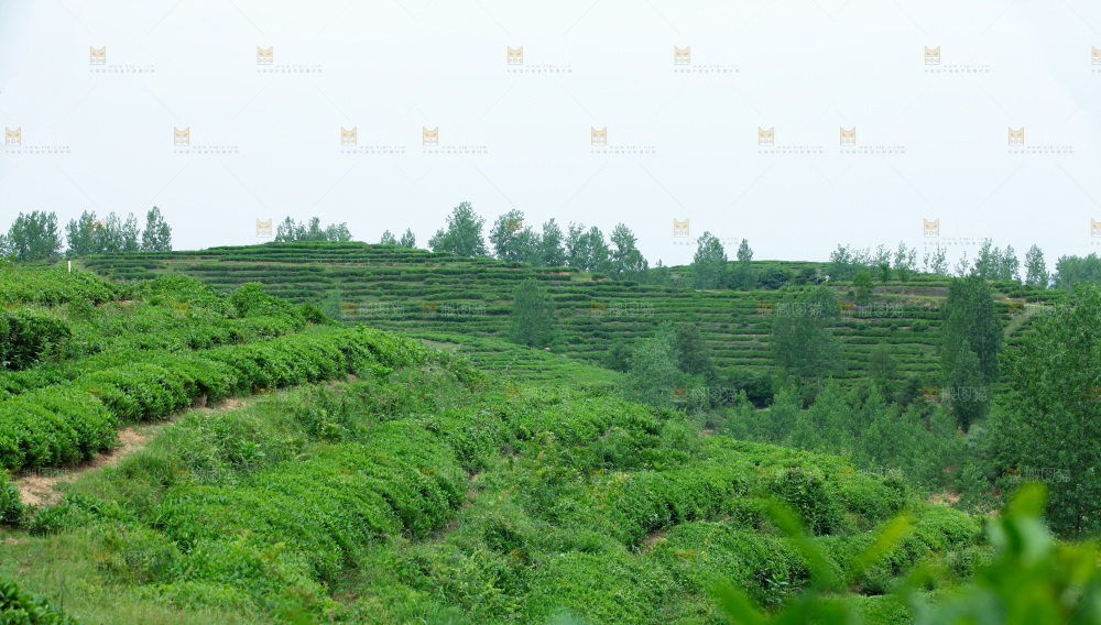 茶叶种植园