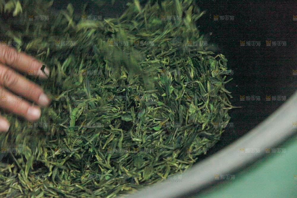 茶叶种植园
