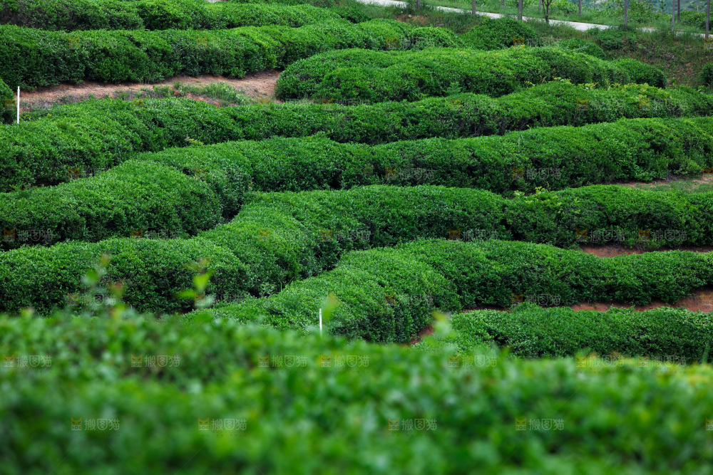 茶叶种植园