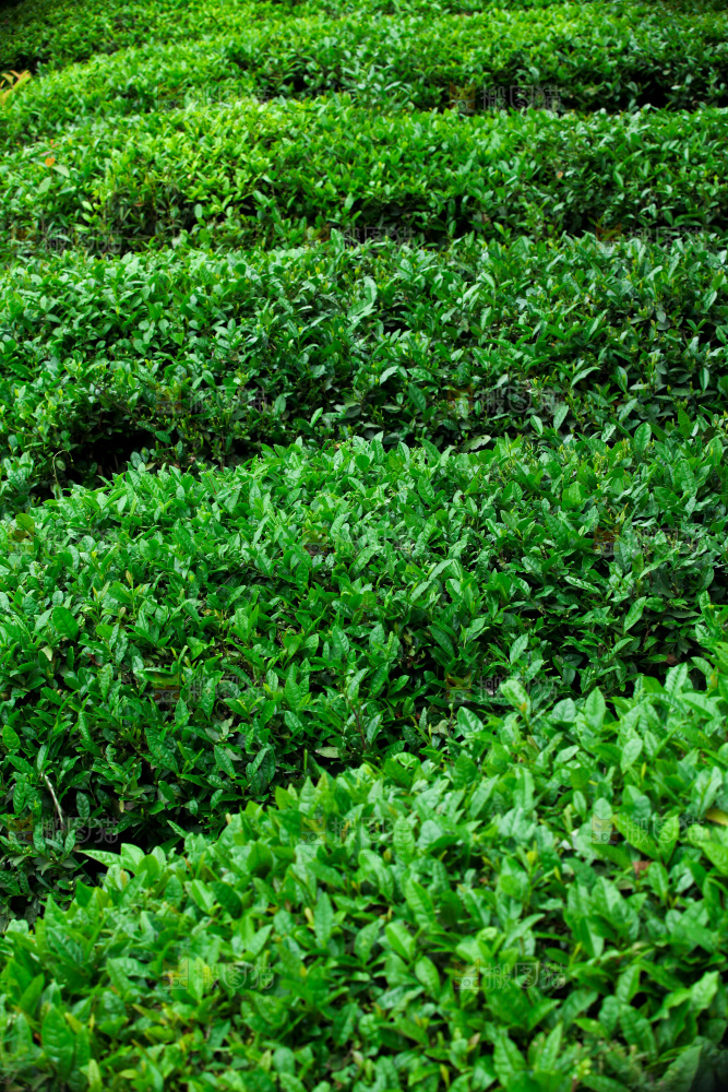 茶叶种植园