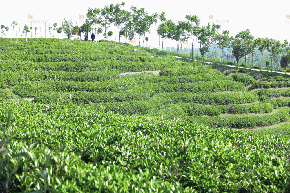 茶叶种植园