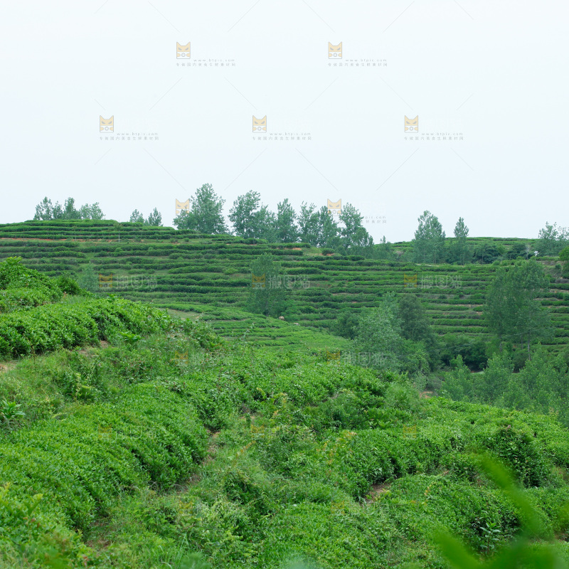 茶叶种植园