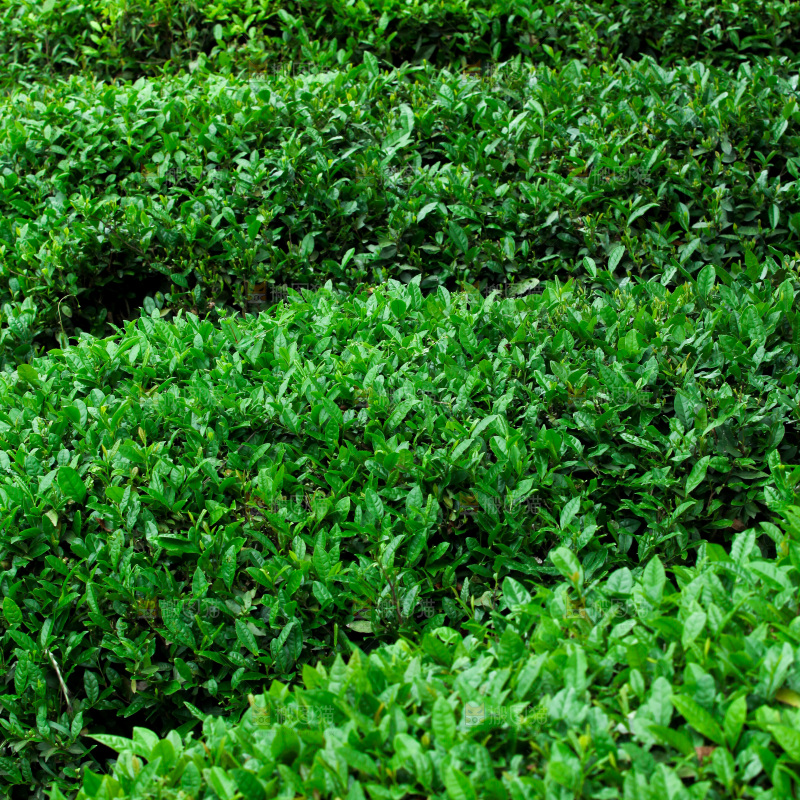 茶叶种植园