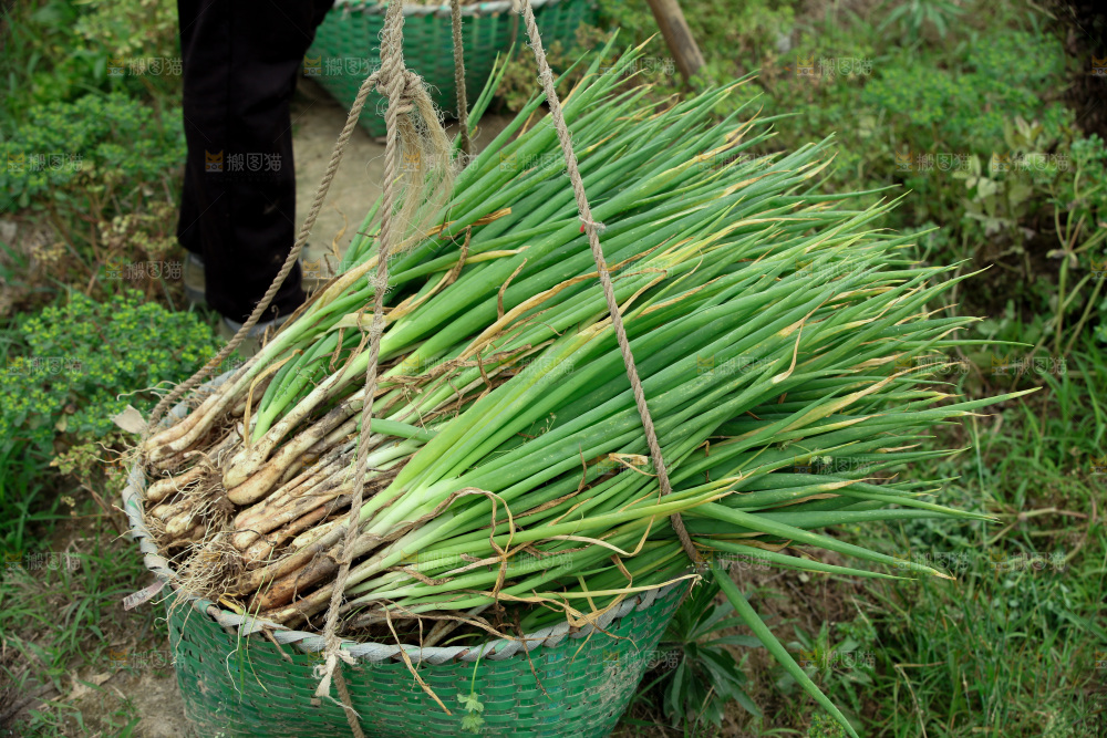 菜农采摘