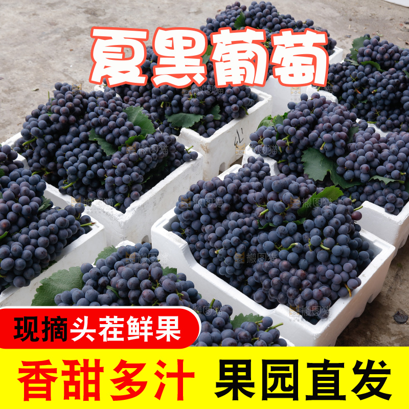 葡萄成熟丰收