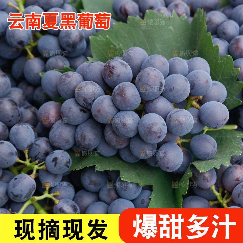 葡萄成熟丰收