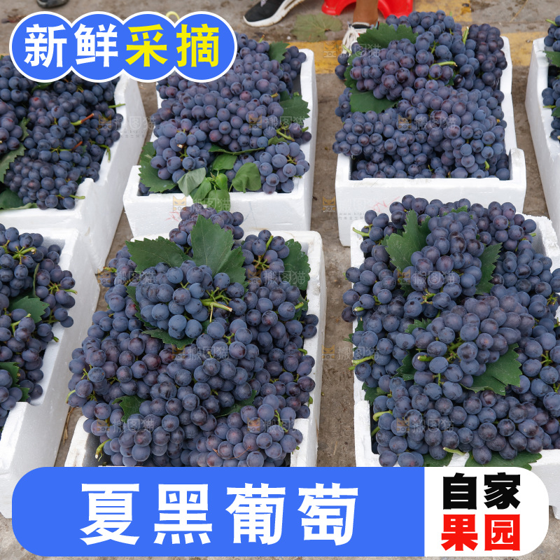 葡萄成熟丰收
