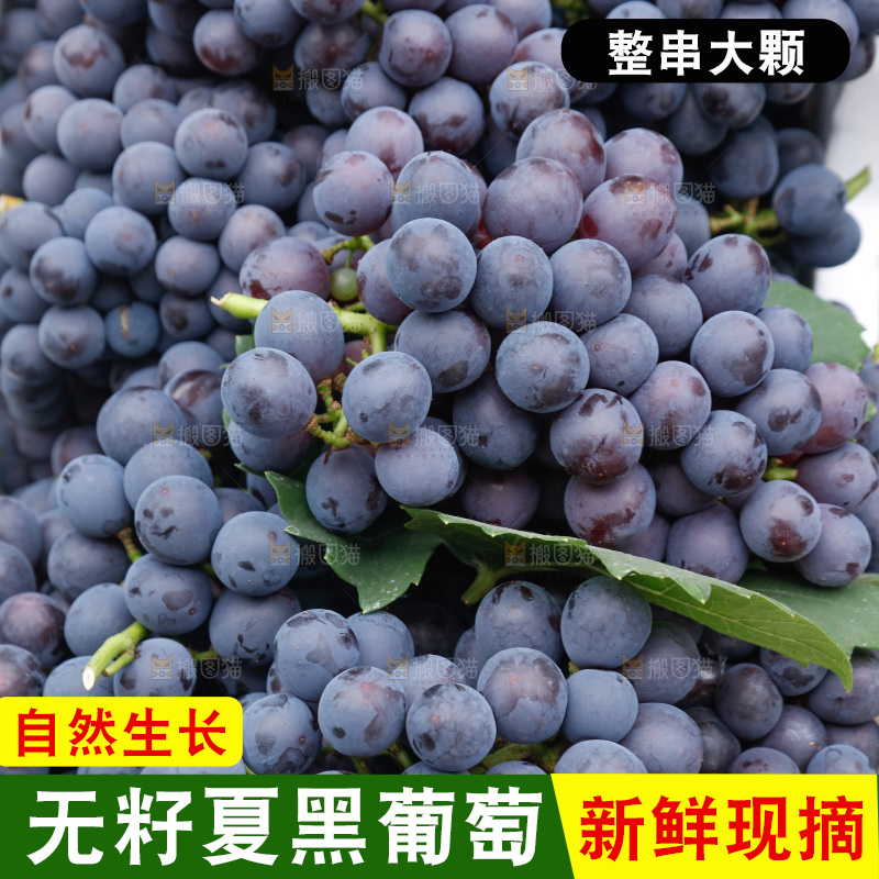葡萄成熟丰收
