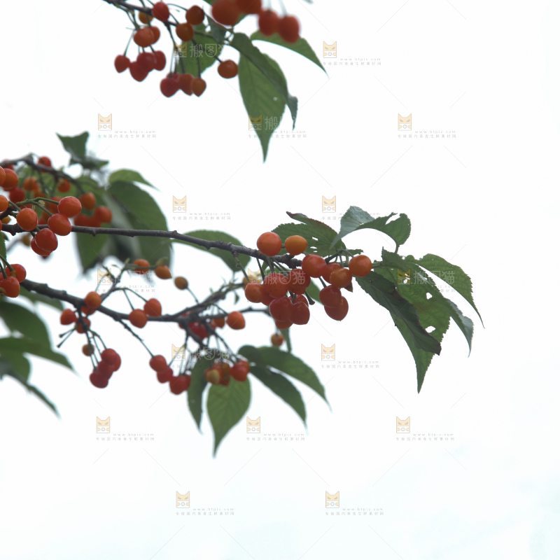 樱桃树