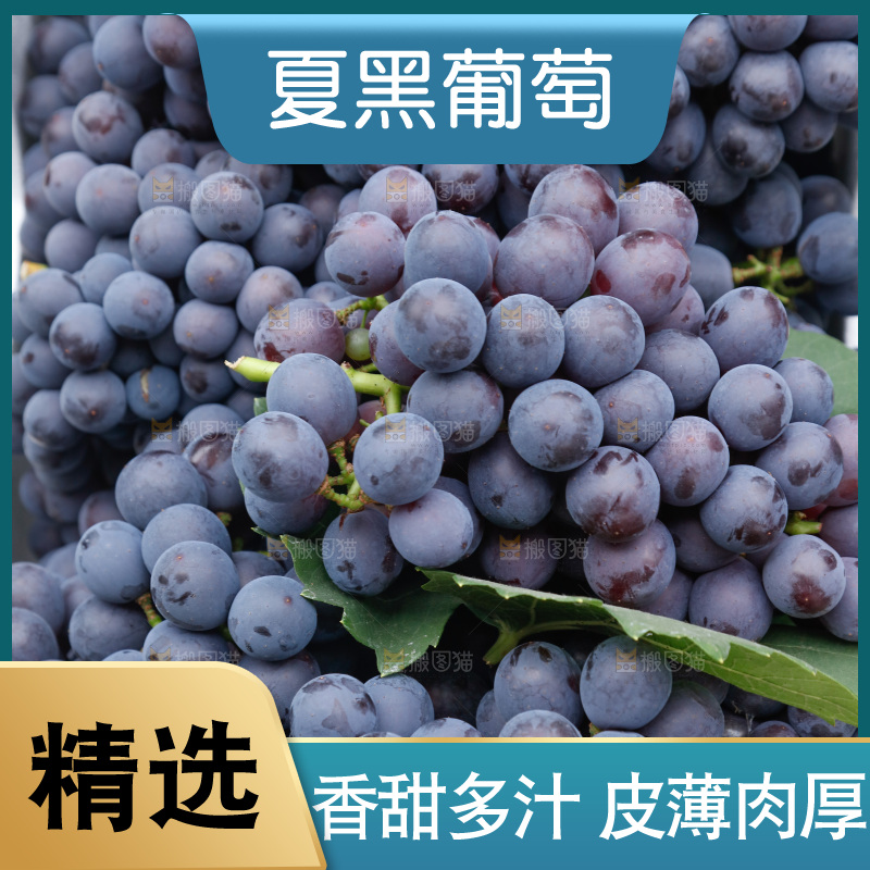 葡萄成熟丰收