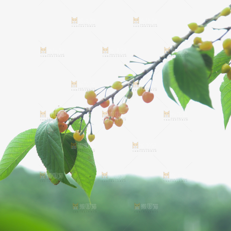 樱桃树