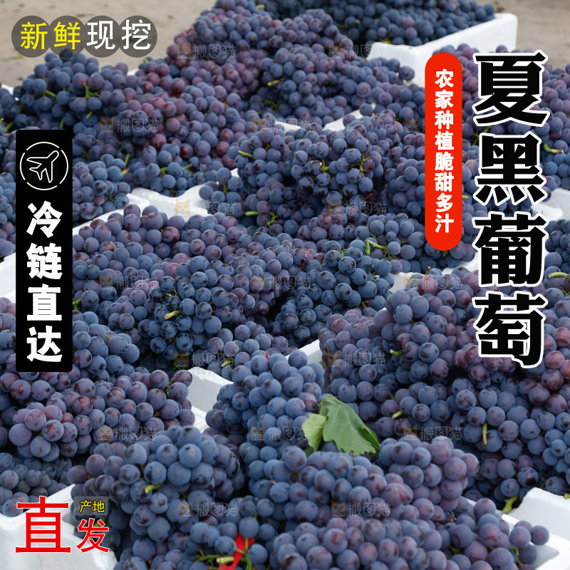 葡萄成熟丰收