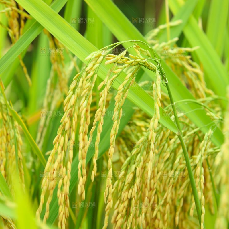 稻穗 稻子 
