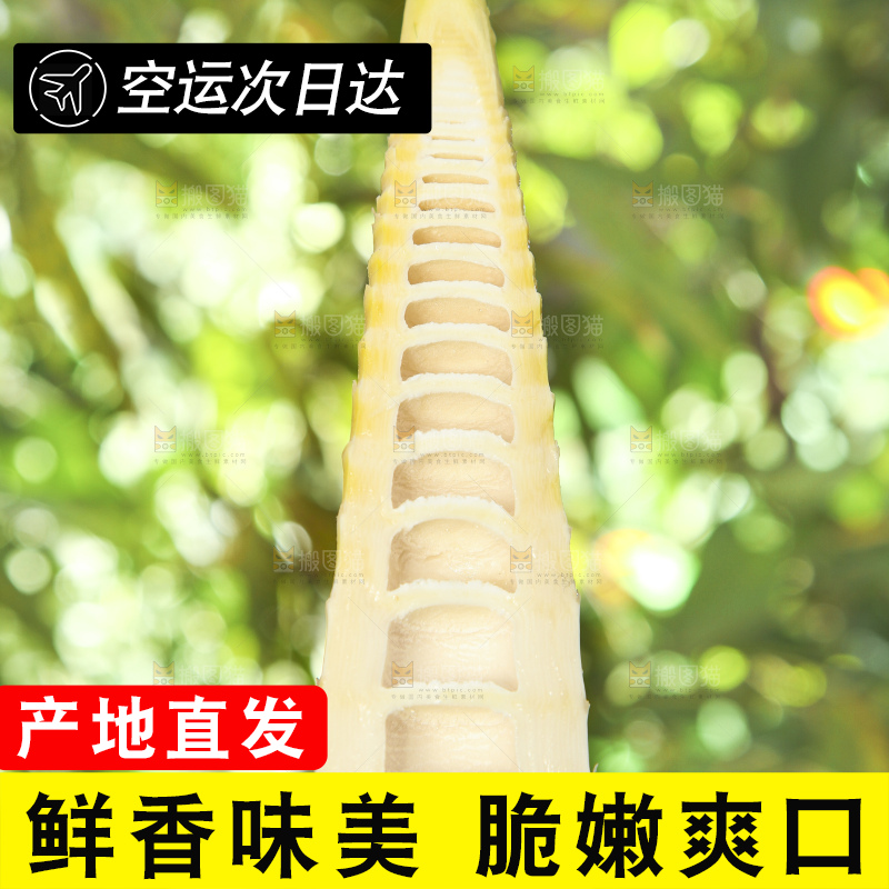 春笋