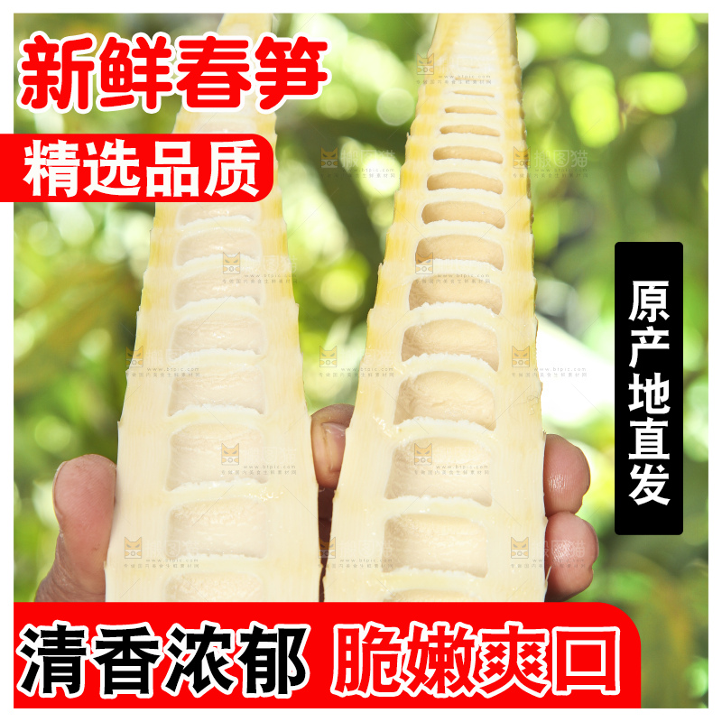 春笋