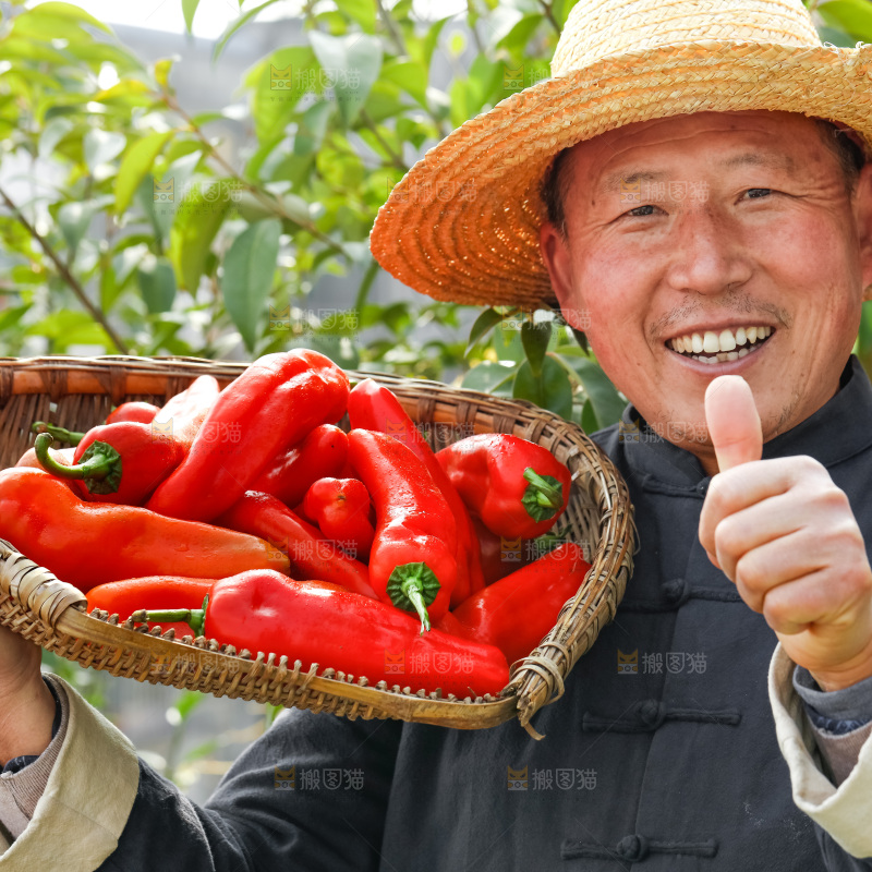 红菜椒