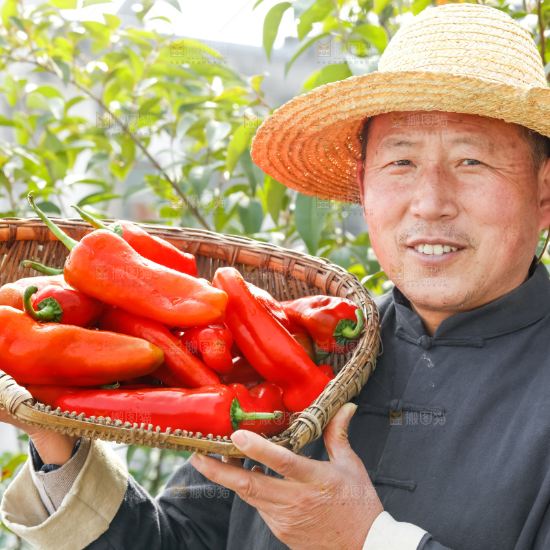 红菜椒