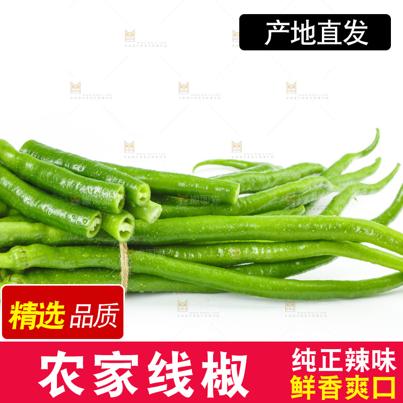 线椒